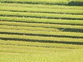 Rice Field