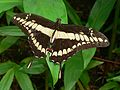 King Swallowtail (Papilio thoas nealces)
