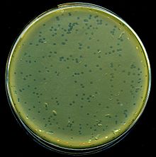Bakteriofag λ