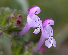 Détail de deux fleurs.