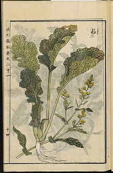 Библиотека Лейденского университета - Seikei Zusetsu vol. 21, страница 014 - 菘 - Brassica rapa L., 1804.jpg