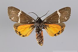 Leptarctia californiae