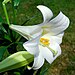 Lilium longiflorum (Easter Lily).JPG