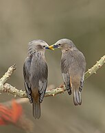 Chestnut-tailed Starling (Sturnia malabarica) at Satchari National Park Photograph: Touhid Parvez Biplob (CC BY-SA 4.0)