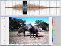 Файл: Loxodonta africana устен тътен, визуализиран с акустична камера (25fps) - pone.0048907.s003.ogv