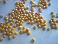 200px-Milletgrains.png