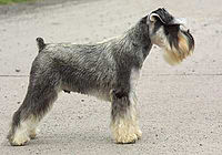 Miniature Schnauzer 02.jpg