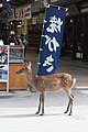 Cerb pătat în Japonia.