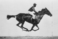 ... e Päerd, dat galoppéiert, Animatioun aus Fotoe vum Eadweard Muybridge (aus der Serie Animal locomotion)