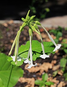 Nicotiana sylvestris Prague 2013 3.jpg