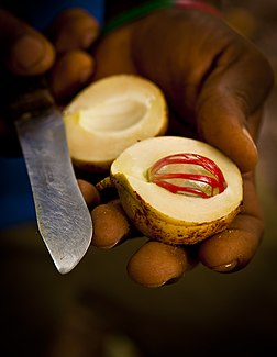 Fruit du muscadier (Myristica fragrans) coupé en deux, laissant apparaître la noix de muscade fraîche. (définition réelle 2 906 × 3 744)