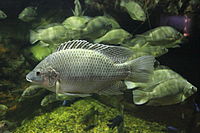 Oreochromis mossambicus.JPG