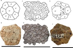 Osteoderms of Glyptotherium