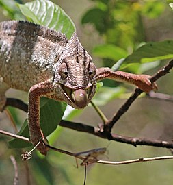 Oustalet's chameleon Furcifer oustaleti ♂ Madagascar