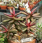 Pachyphytum viride