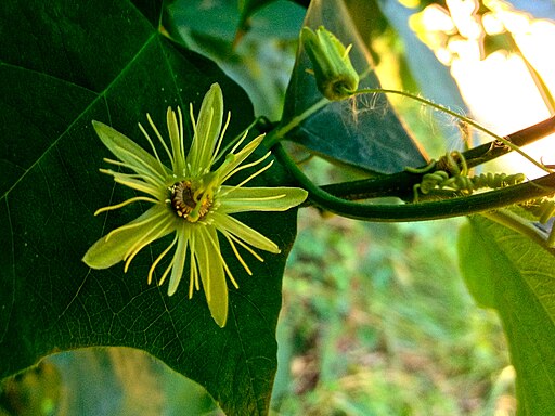 Passiflora lutea