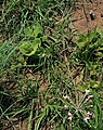 Pelargonium luridum