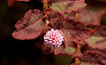 Image 10 Pink Knotweed Photo: Noodle snacks A flower and leaves of a Pink Knotweed (Persicaria capitata), an ornamental plant native to Asia. It is a prostrate herb with leaves that are 1–6 cm (0.4–2.4 in) long and 7–30 mm (0.3–1.2 in) wide, and spikes that are 5–10 mm (0.2–0.4 in) long and 5–7 mm (0.2–0.3 in) in diameter. More selected pictures