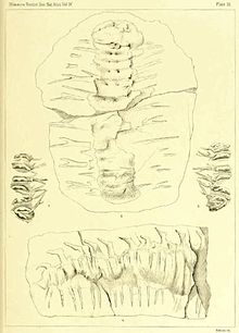 Plate 33 Acantherpestes 