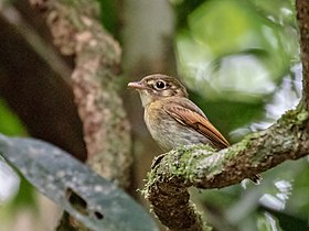 Espécime avistado em Ubatuba, São Paulo, Brasil