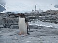 Gentoo penguin on Pléneau Island
