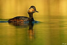 Feketenyakú vöcsök (Podiceps nigricollis)