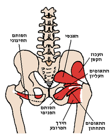 שרירי הירך העמוקים במבט אחורי, שריר העכוז הקטן מצוין בחלקו הימני של האיור