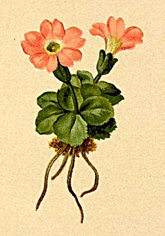 Primula tyrolensis