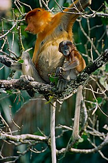 Самка обезьяны-хоботка (Nasalis larvatus) с детенышами (14130225406) ​​.jpg