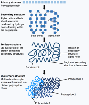 Shows the process of a polypeptide chain folding from its initial primary structure through to the quaternary structure. Protein folding figure.png