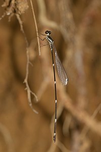 Protosticta gravelyi male