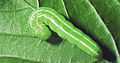 Ptilophora plumigera larva.jpg