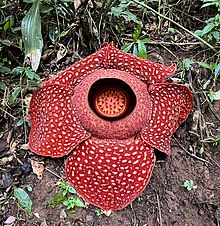 Rafflesia arnoldii, Sumatra.jpg