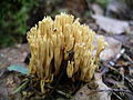 !Ramaria abietina!