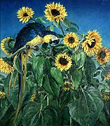 Macaw and Sunflowers