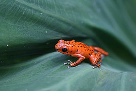 Mansikkanuolimyrkkysammakko (Oophaga pumilio)