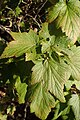 Ribes americanum