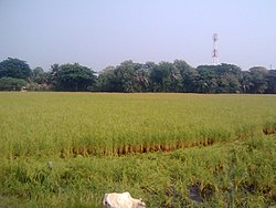 Rice fields at Chalna