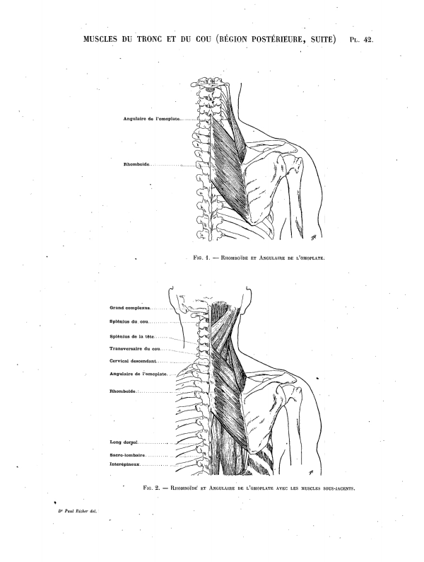 MUSCLES DU TRONC ET DU COU (RÉGION POSTÉRIEURE) Pl. 42