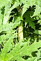 Bild 6: Ambrosia artemisiifolia?
