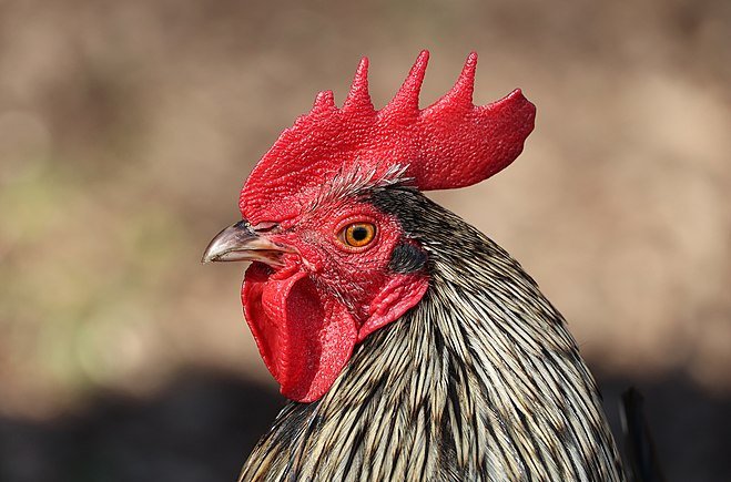 Head of rooster, Gallus gallus domesticus, Centre, France