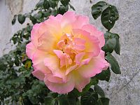 'Madame Antoine Meilland'.