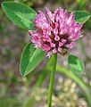 Raudonasis dobilas (Trifolium pratense)