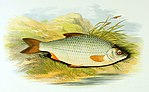 A Balaton egyik jellegzetes hala, a bodorka