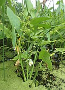 Gewöhnliches Pfeilkraut (auch andere Sagittaria-Arten, z. B. Sagittaria trifolia, Sagittaria latifolia) (die kleinen Knollen werden verwendet; nicht im Bild)