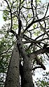 Foto in die Krone eines Sandbüchsenbaums im Gebiet Taita Hills am Rande des Nationalparks Tsavo West