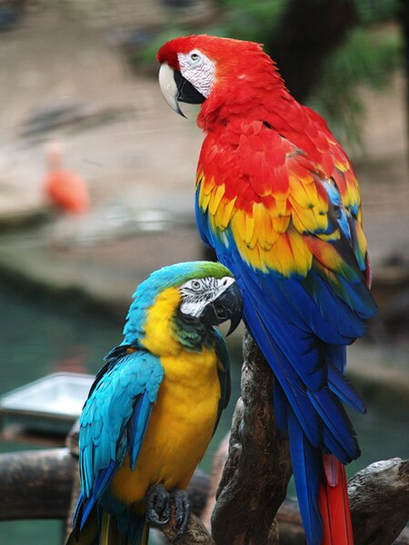 Scarlet and Blue and Gold Macaws