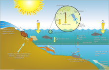 The effect of eutrophication on marine benthic life Scheme eutrophication-en.svg