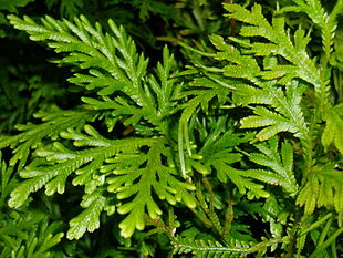 Selaginella canaliculata.