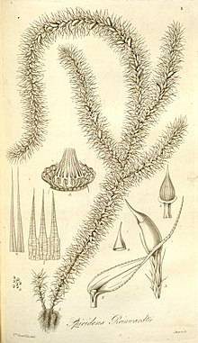 An illustration of various components of the climbing moss Spiridens reinwardtii